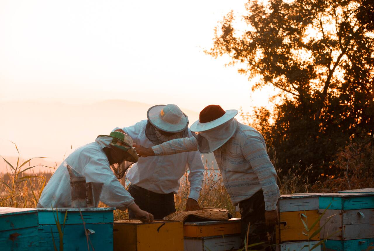 trzech pszczelarzy pracujących przy ulu - zdjęcie przykładowe