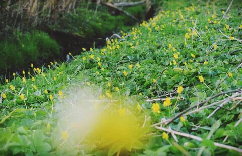 na zdjęciu żółte kwiatki nieopodal strumienia w miejscowości Gostyń