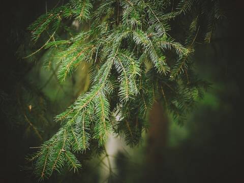 Zieloną pętlą po Nordic Park Dalków! - 5