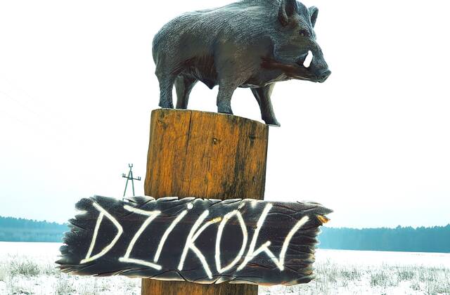 zdjęcie witacza z dzikiem w miejscowości Dzików
