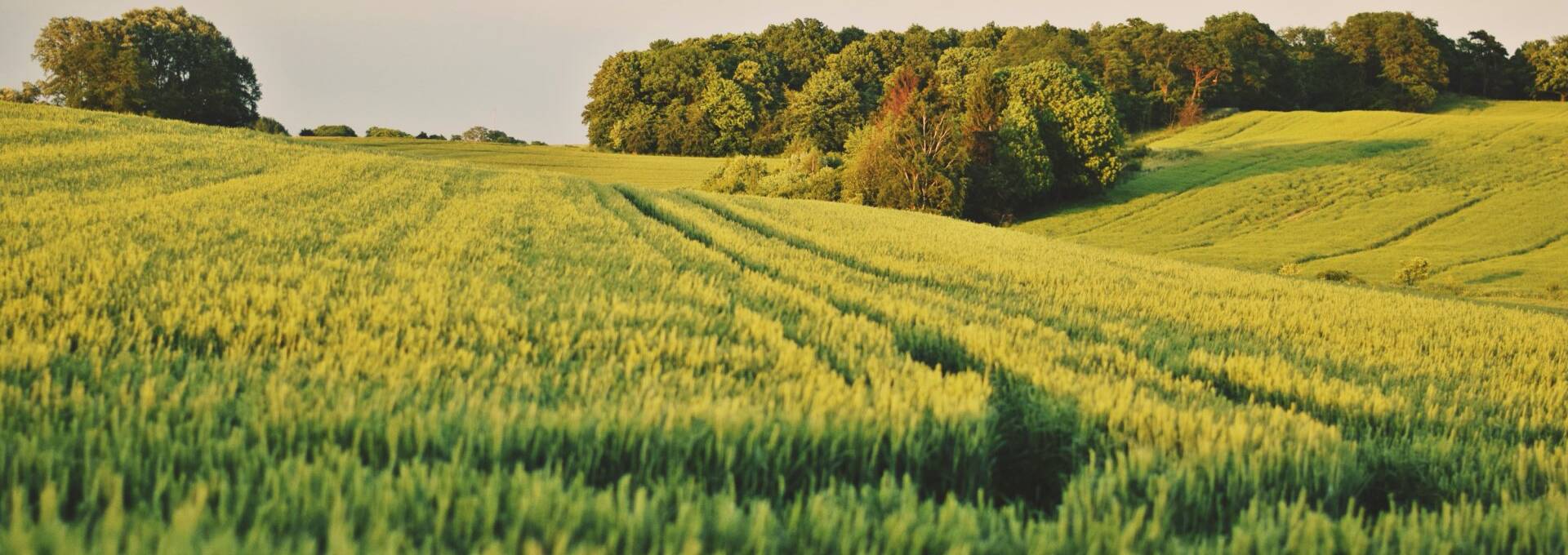 zielone pola zboża