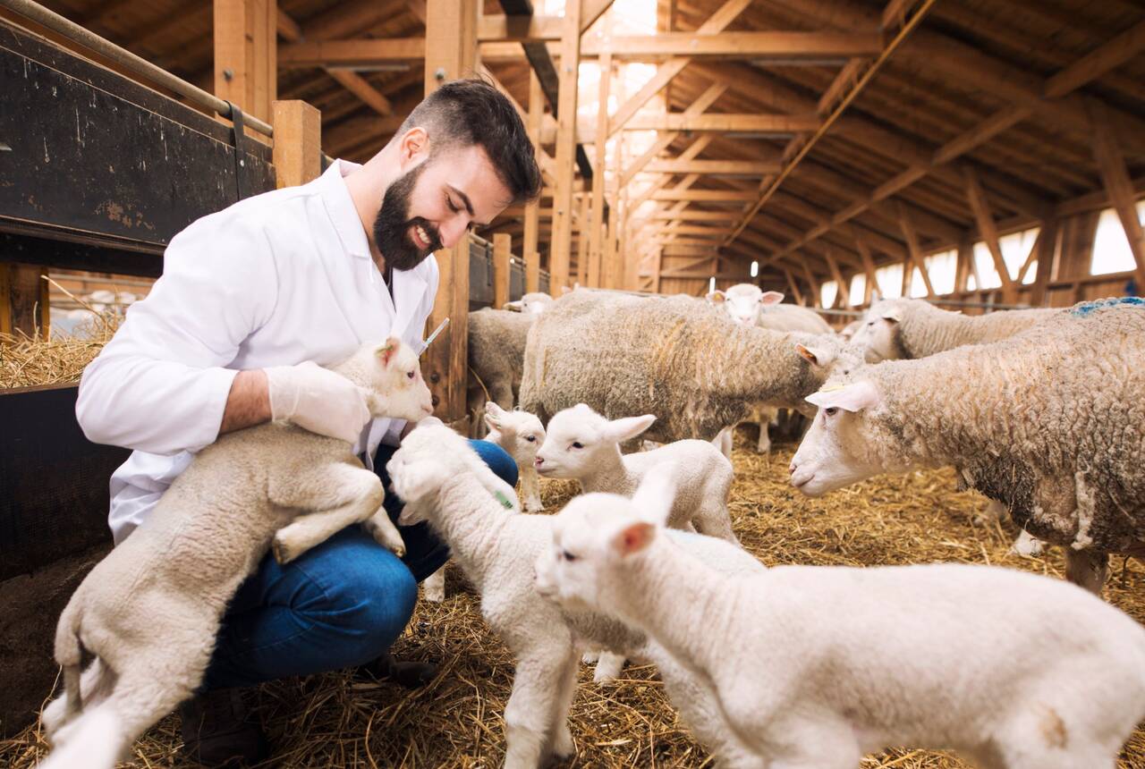 mężczyzna z owieczkami foto przykładowe