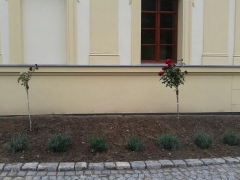 2013-09-17 Nie rób śmietnika, zmień się w ogrodnika!