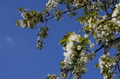 2016-05-09 Wiosna w naszej gminie