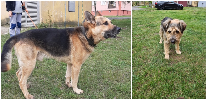 Mix zdjęć dwóch psów. Jeden wilczór, drugi mniejszy kundelek. 